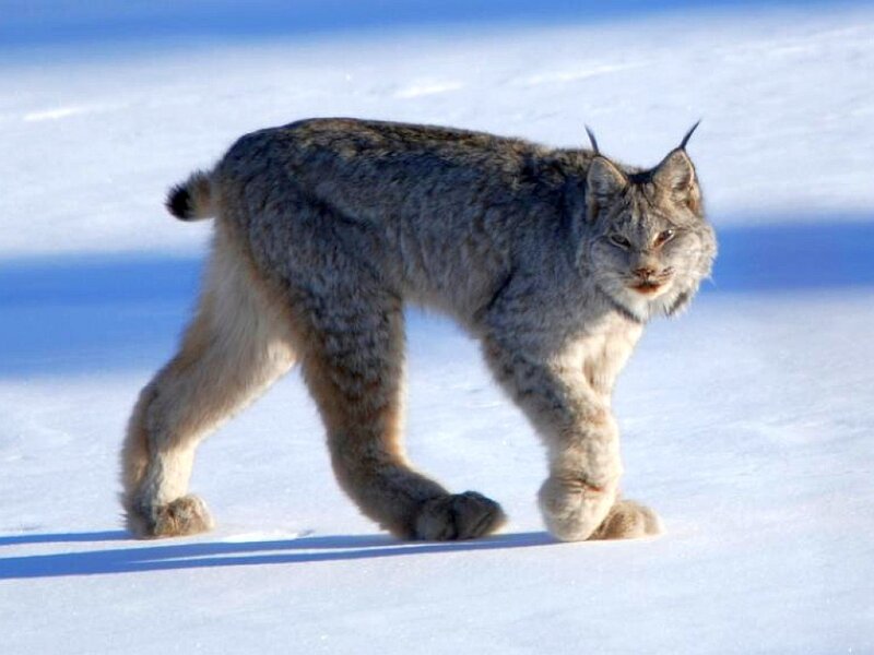 Lynx walking in snow