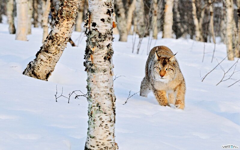 Lynx Walking in Snow — White, Alert