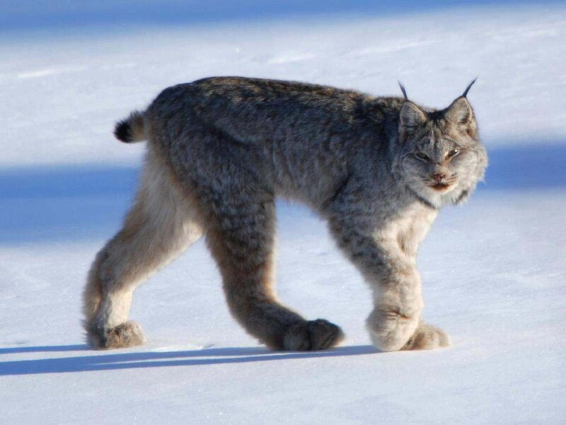 Lynx Walking in Snow — White, Alert, Winter