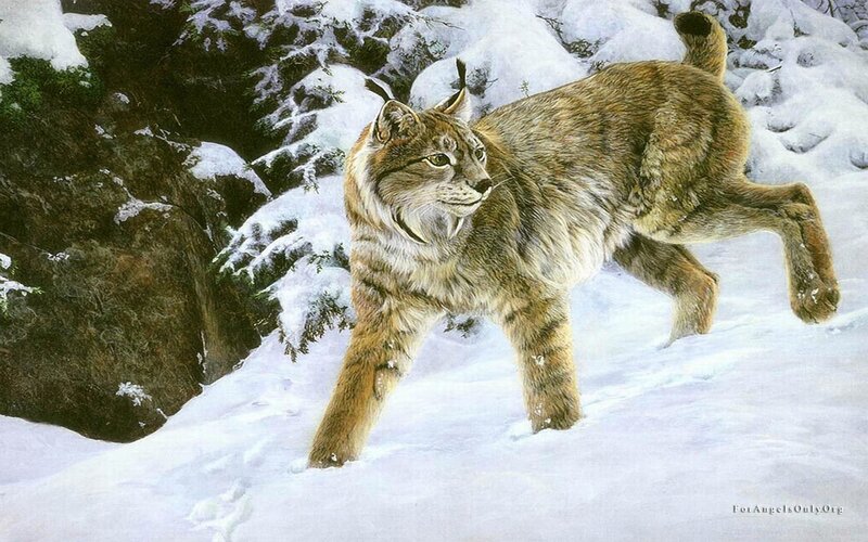 Lynx Walking in Snow — White, Calm