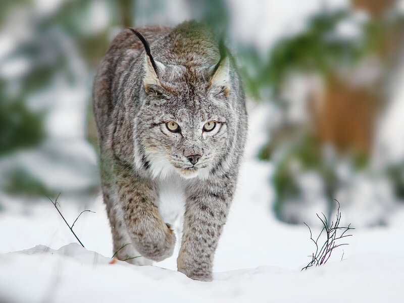 Lynx Walking in Snow — White, Intense