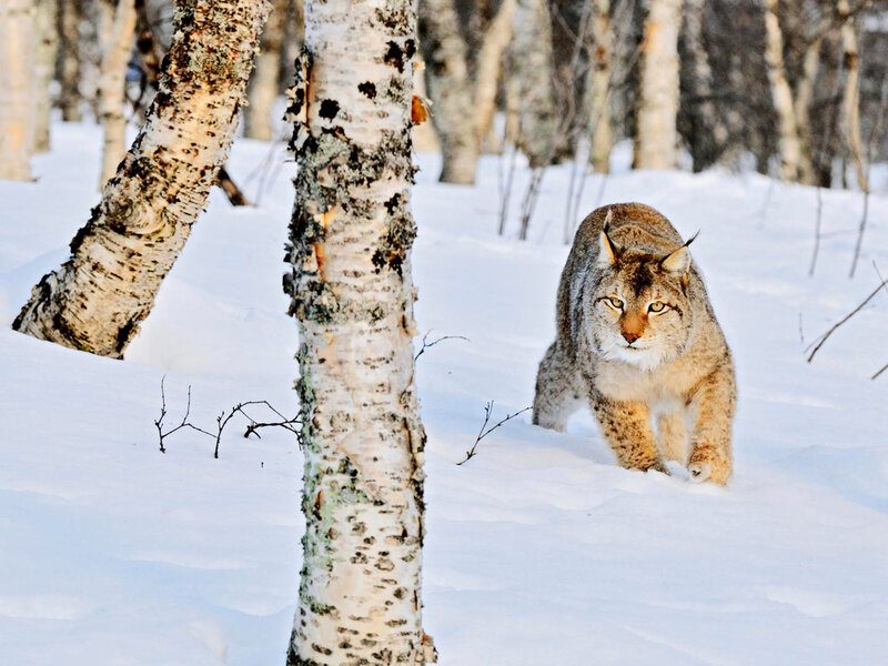 Lynx Walking in Snow — White
