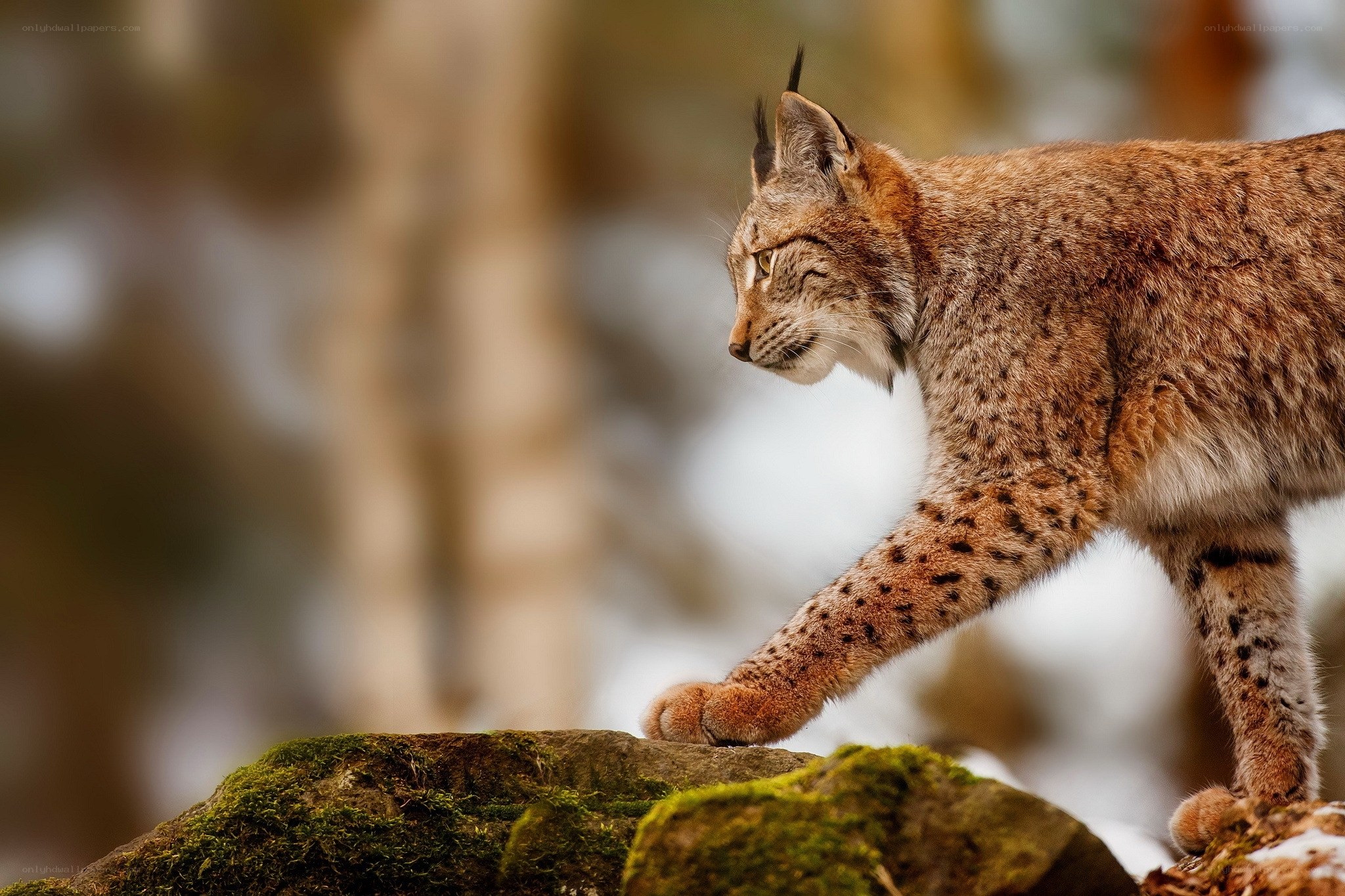 Lynx walking on a mossy rock