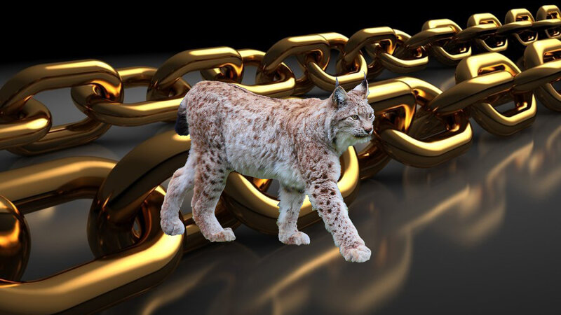 Lynx Walking on Chain