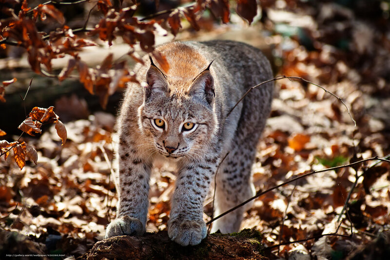 Lynx Walking on Forest Floor