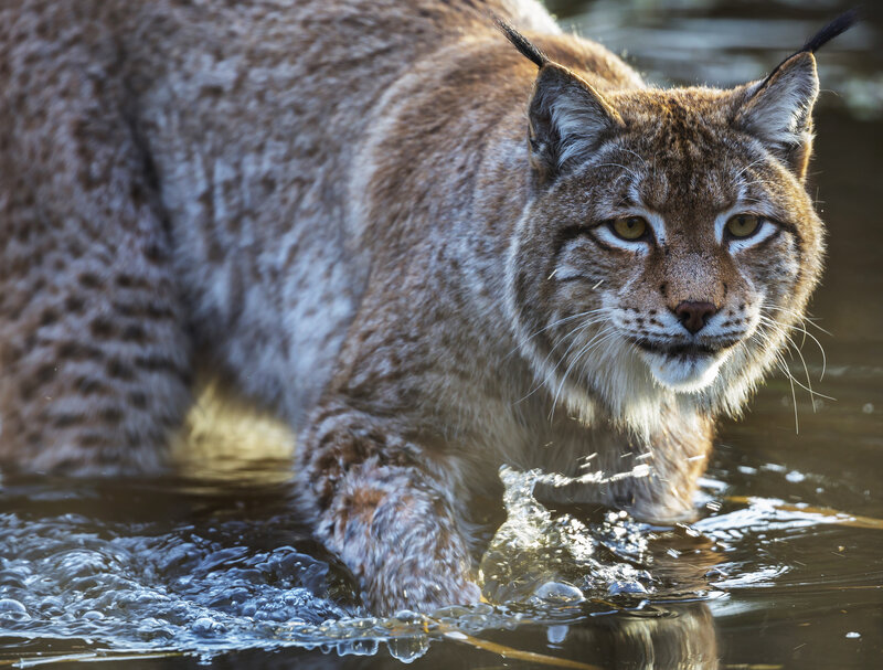 Lynx walking through water