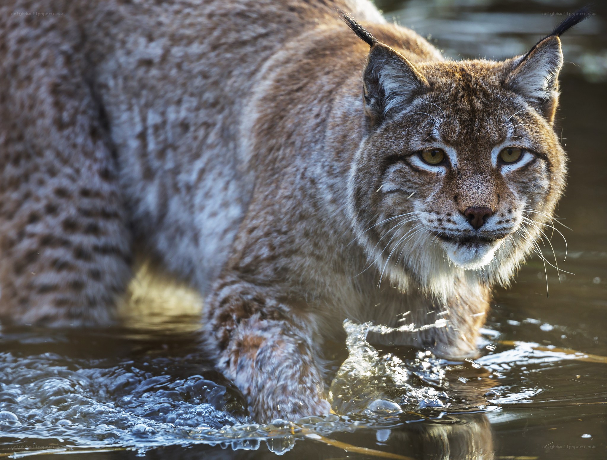 Lynx walking through water