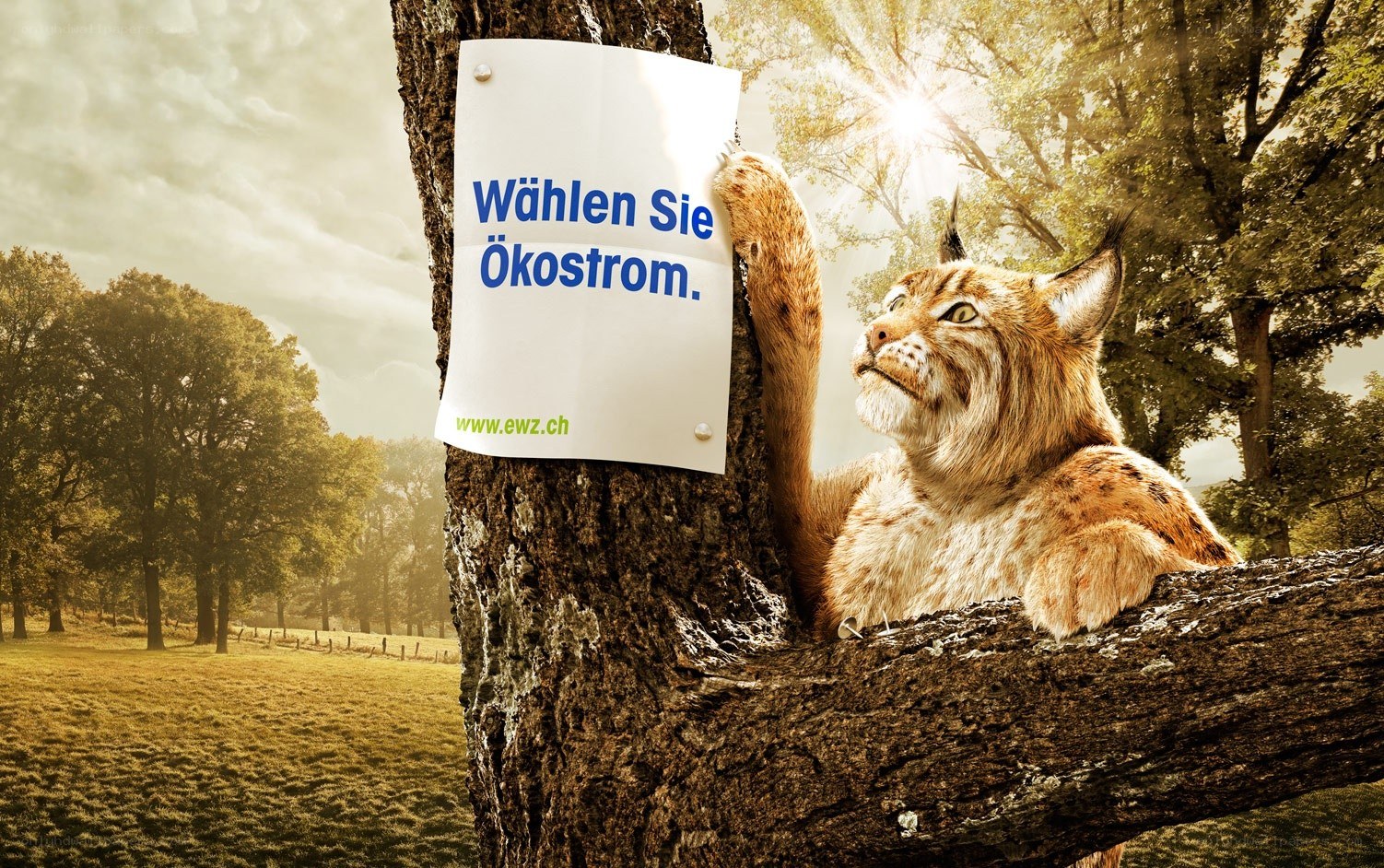 Lynx with campaign sign
