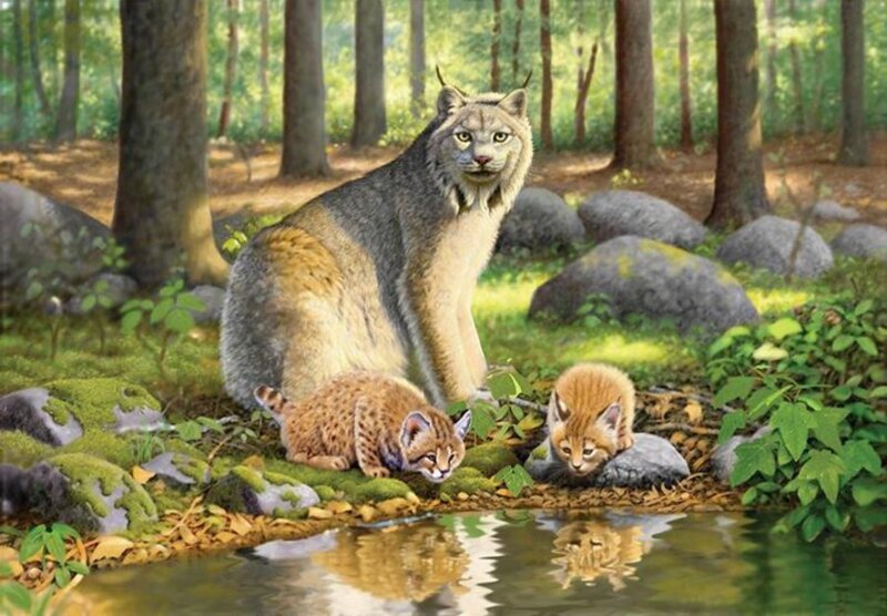 Lynx with Cubs