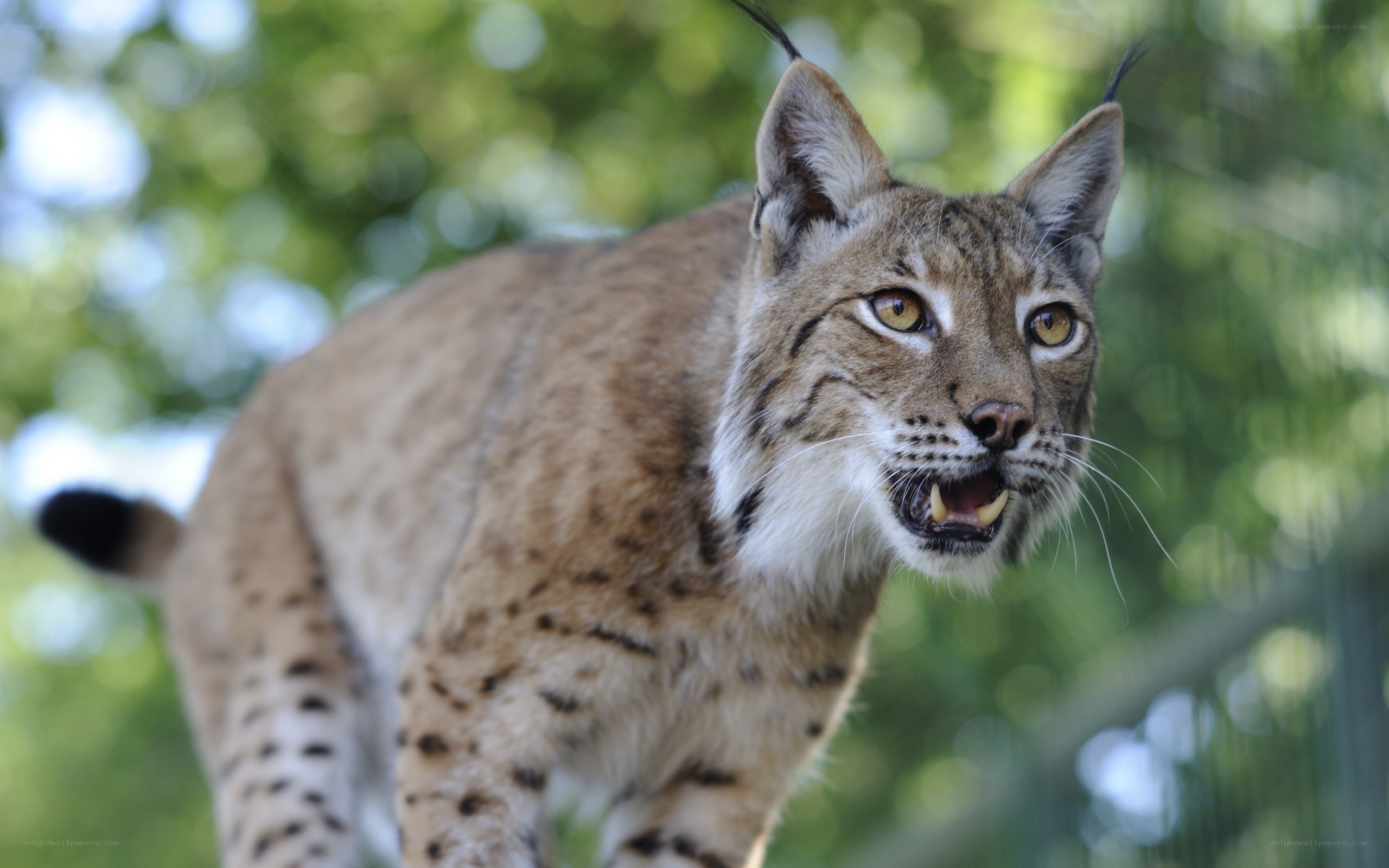 Lynx with open mouth