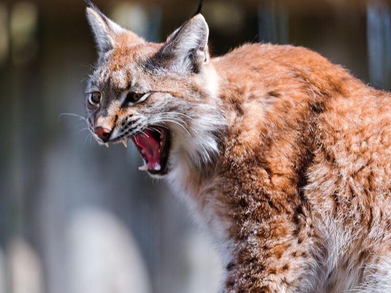 Lynx with Open Mouth — Brown, Aggressive