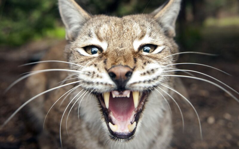 Lynx with Open Mouth — Brown