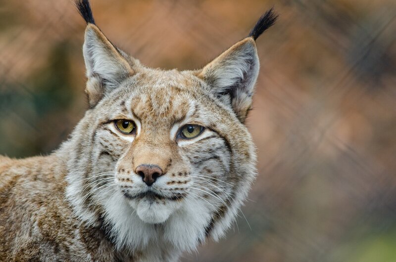 Lynx with Tufted Ears — Brown