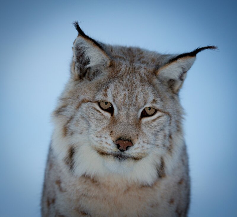 Lynx with Tufted Ears