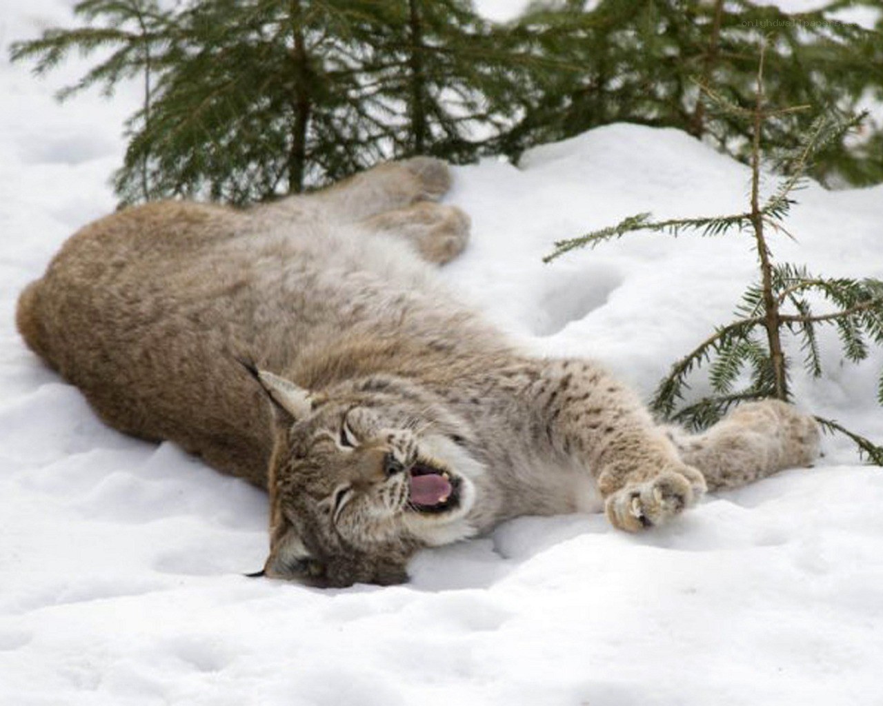 Lynx yawning in snow