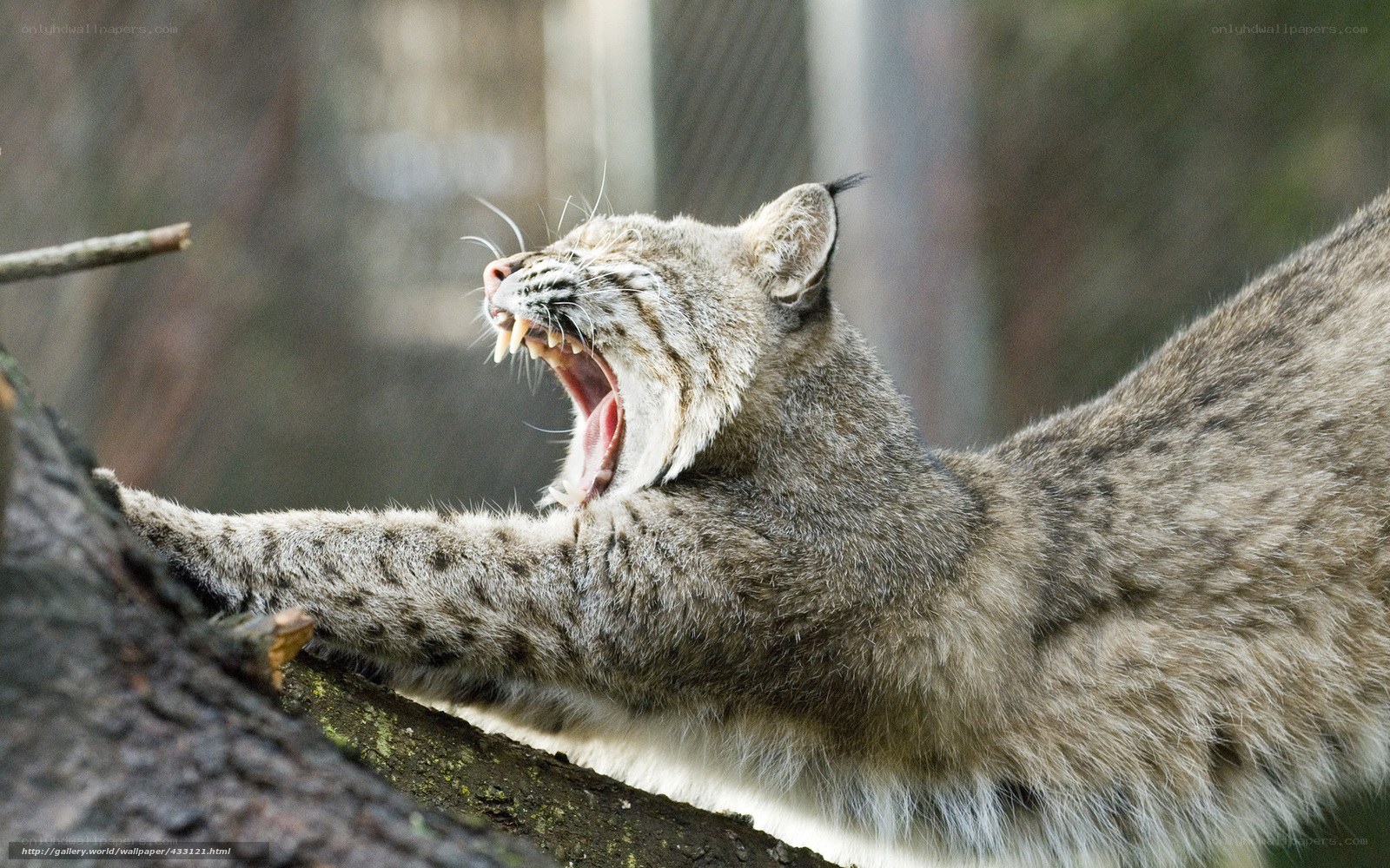 Lynx yawning on a tree branch
