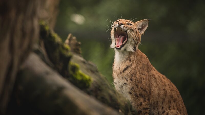 Lynx Yawning