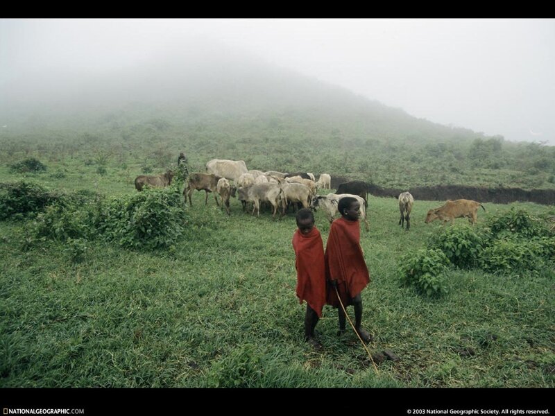 Maasai boys with cattle in fog
