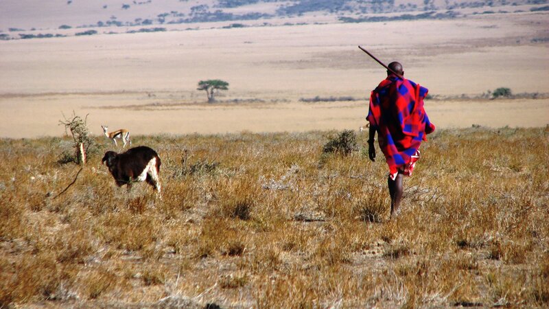 Maasai Man with Livestock