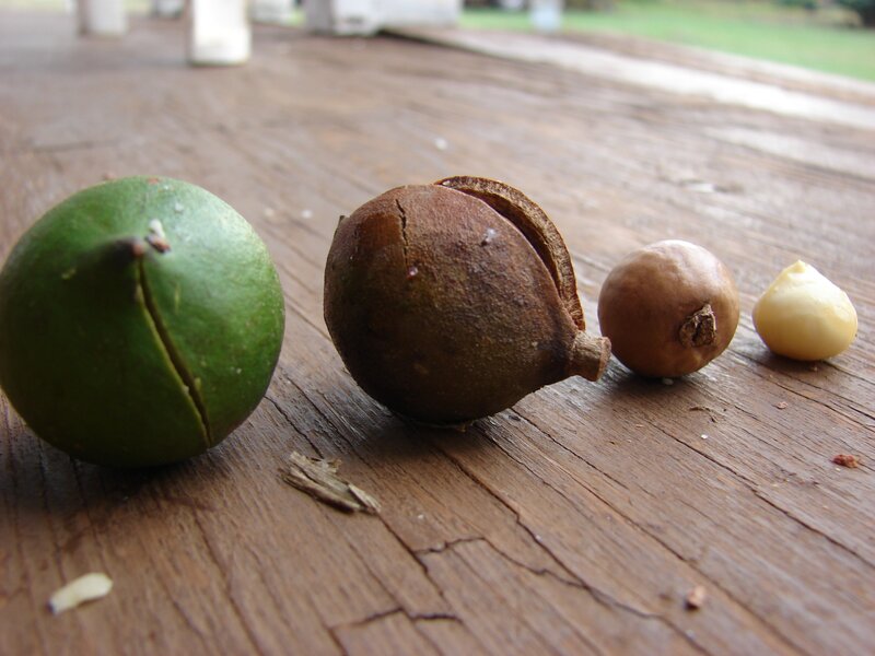 Macadamia nut stages