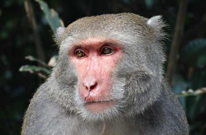 Macaque Monkey Face