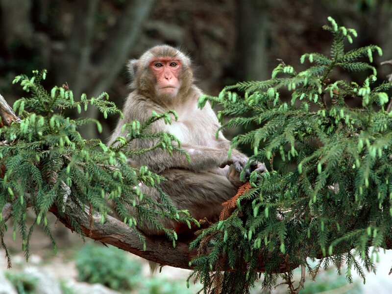 Macaque Monkey on Branch