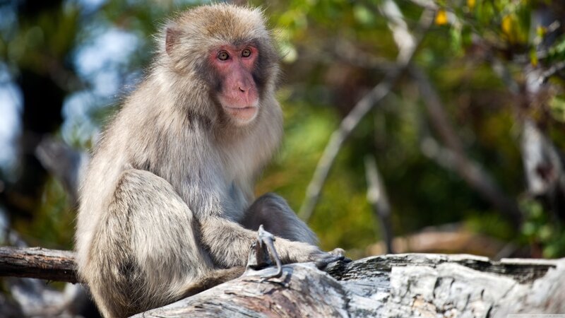 Macaque Monkey