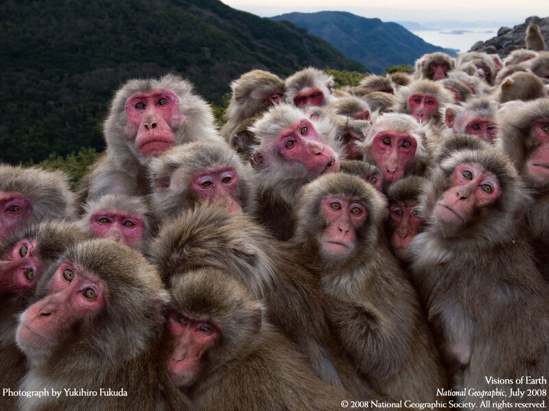 Macaque Monkeys