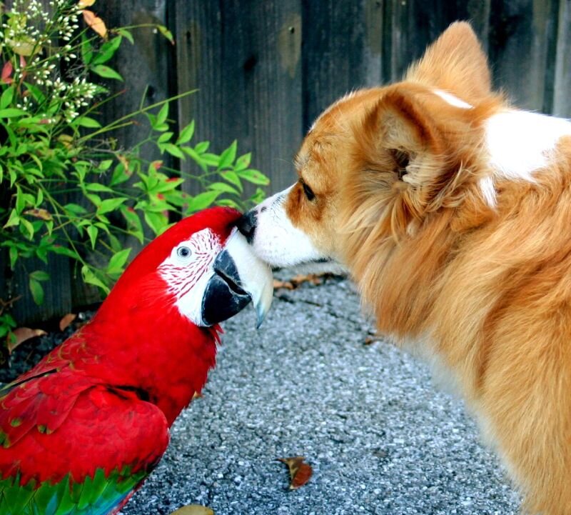Macaw and Dog Interacting