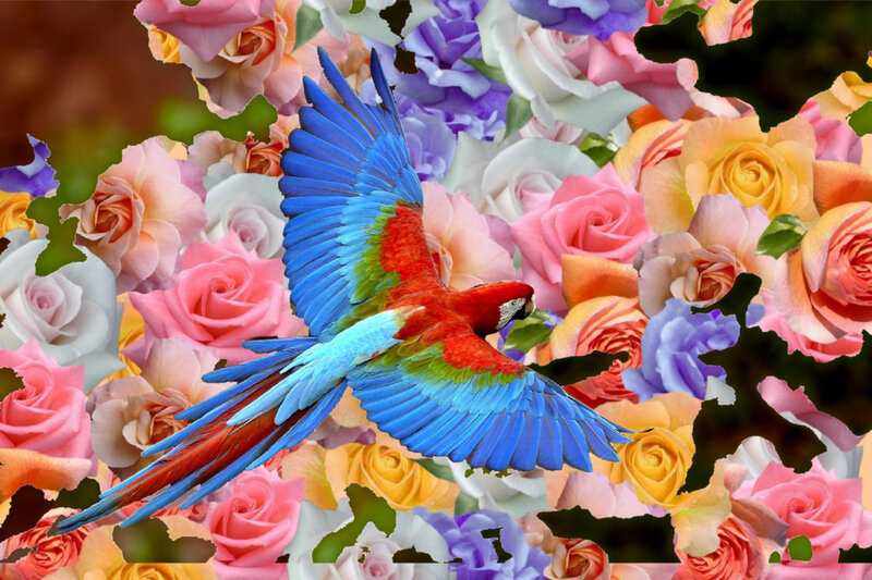 Macaw Bird Flying