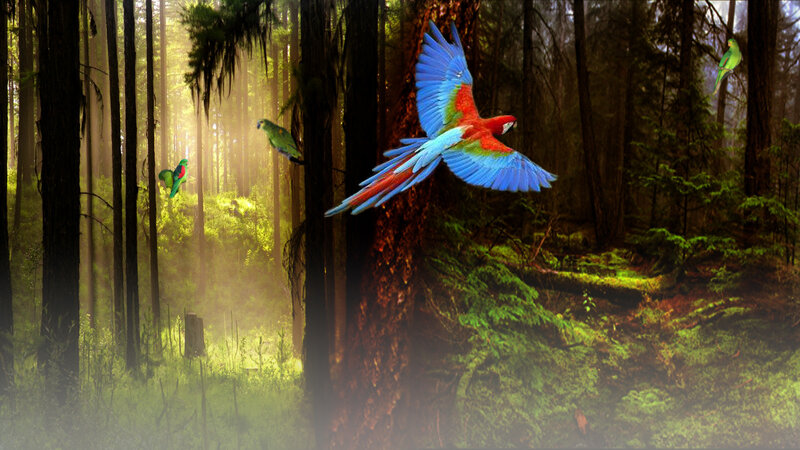 Macaw Flying in Forest