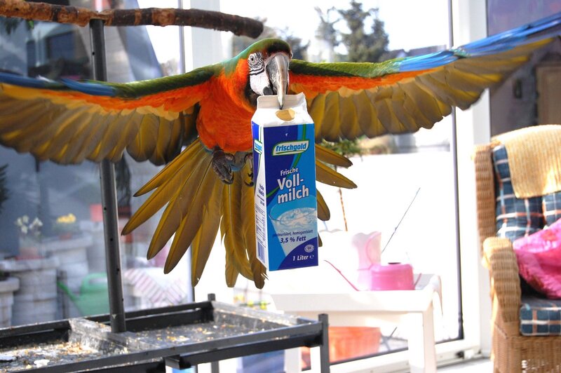 Macaw Holding Milk Carton