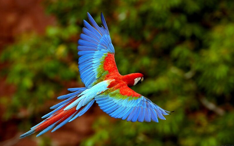 Macaw in flight