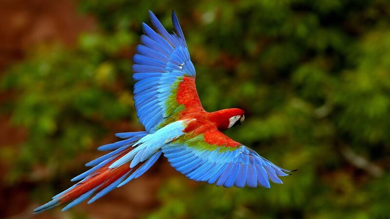 macaw in flight