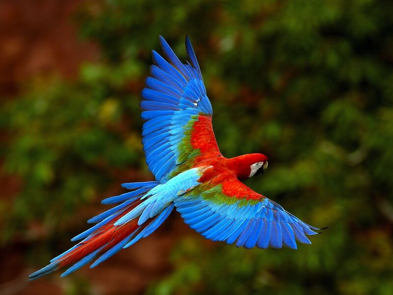 Macaw in flight