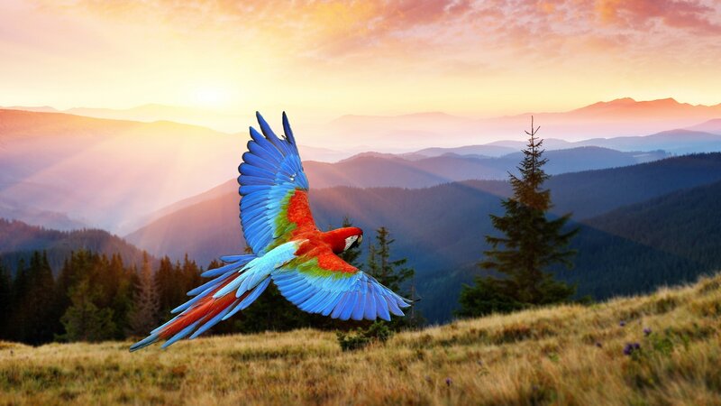 Macaw in Flight — Blue, Serene
