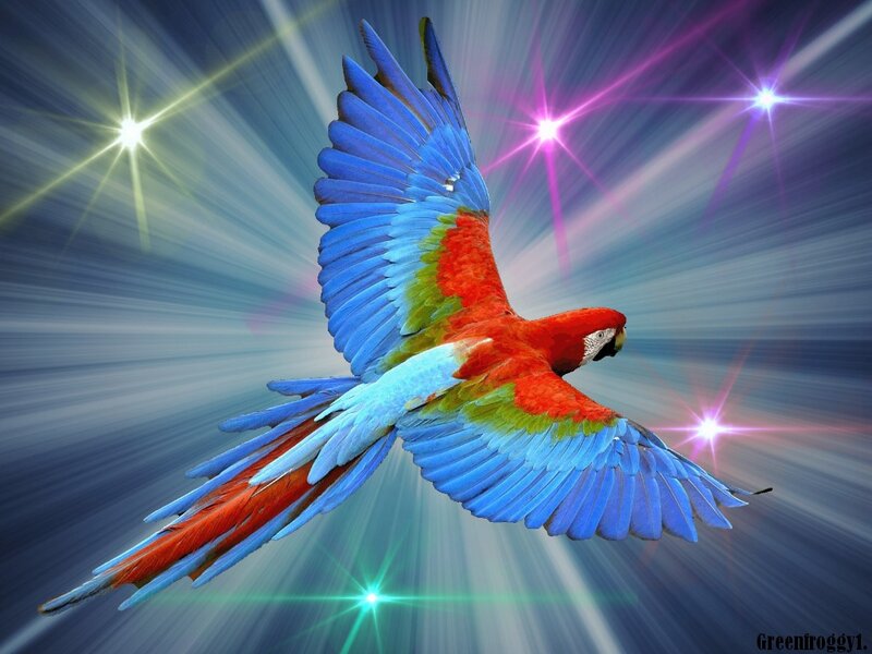 Macaw in Flight — Blue