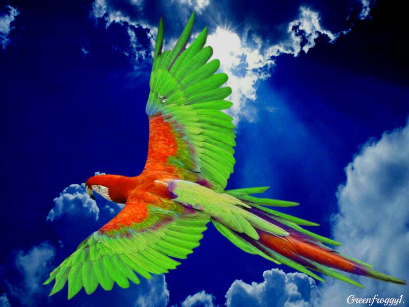 Macaw in Flight — Green