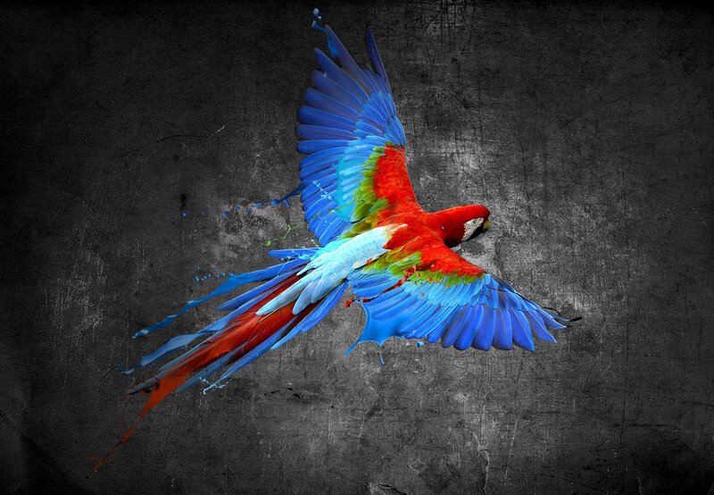Macaw in Flight — Red, Dramatic