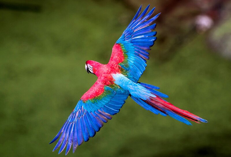 Macaw in Flight — Red, Dynamic, Photograph, Green Background