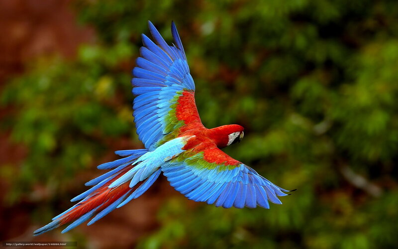 Macaw in Flight — Red, Dynamic, Photograph
