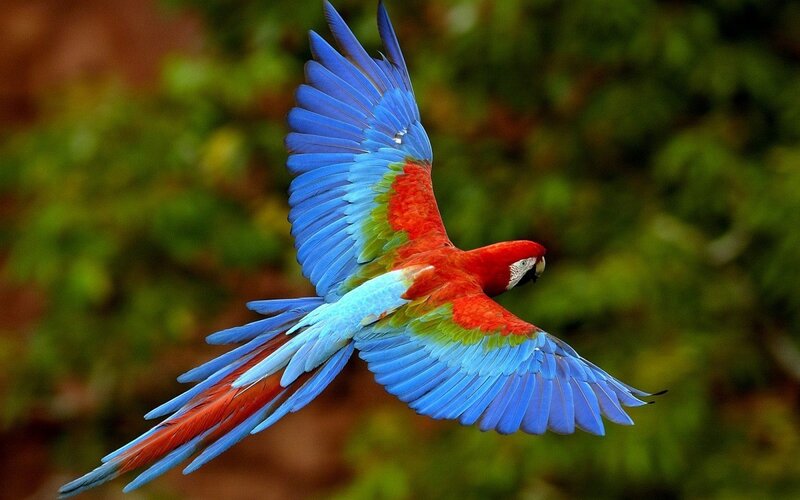 Macaw in Flight — Red, Dynamic, Photograph, Wings, Forest, Tail