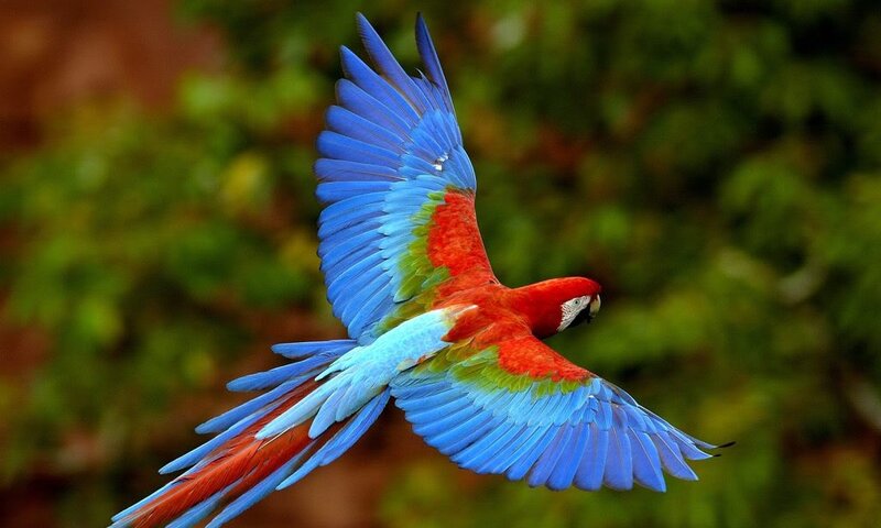 Macaw in Flight — Red, Dynamic