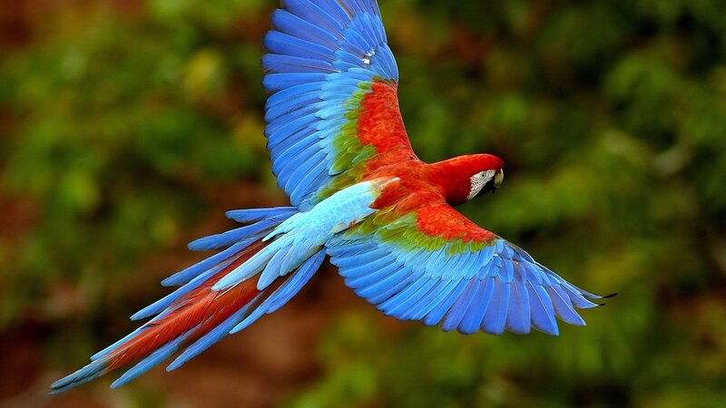 Macaw in Flight — Red