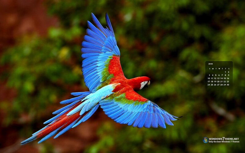 Macaw in Flight — Red, Vibrant