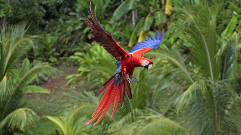 Macaw in flight through jungle