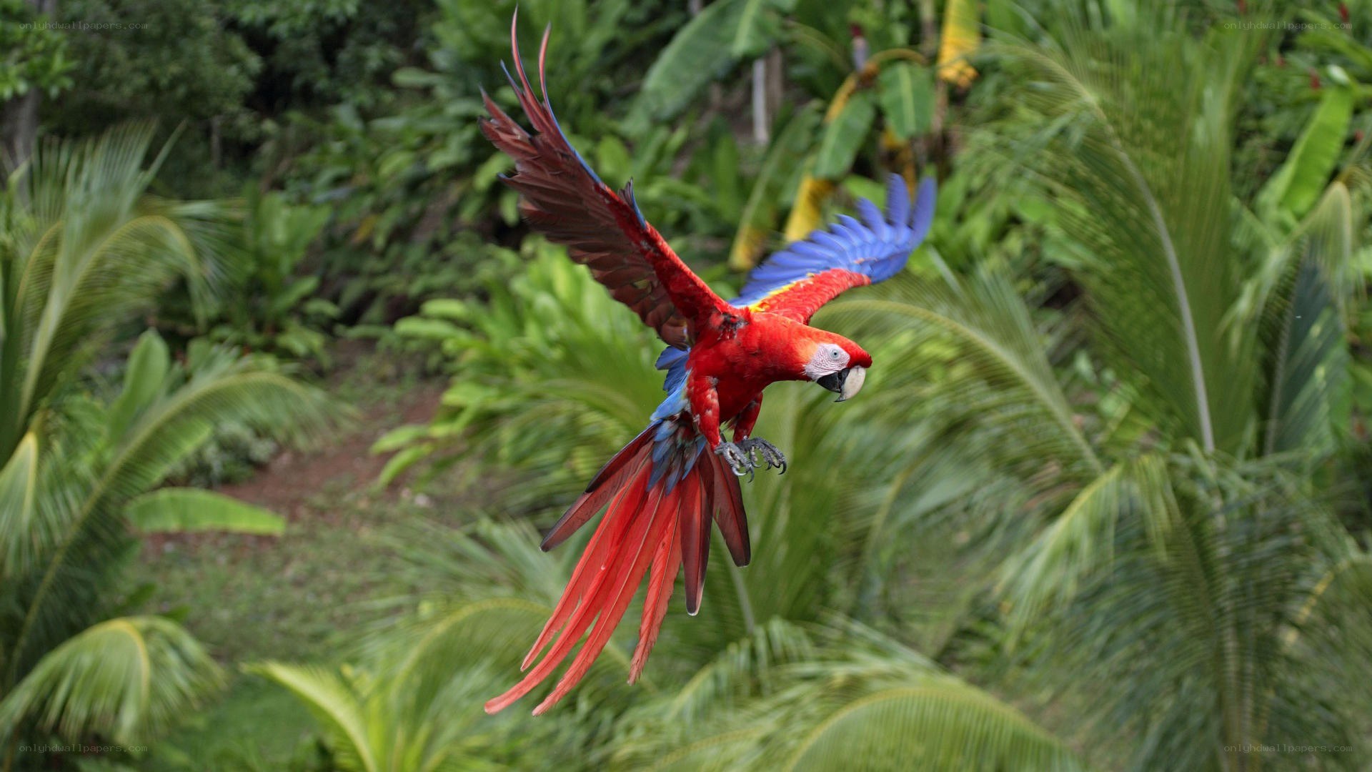 Macaw in flight through jungle