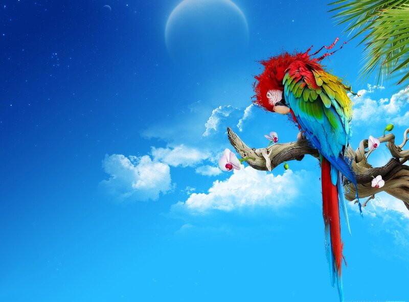 Macaw on a Branch — Blue
