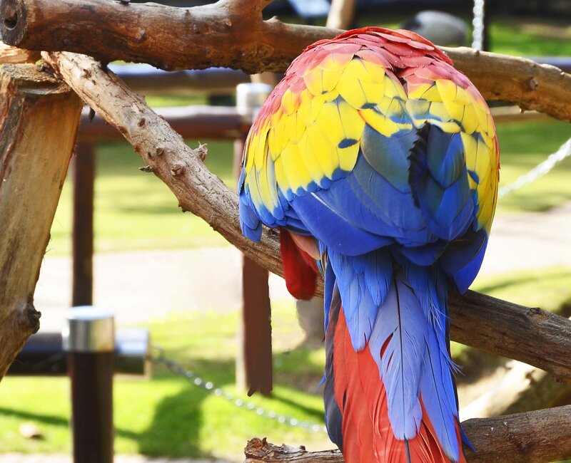 Macaw on a Branch — Red, Calm