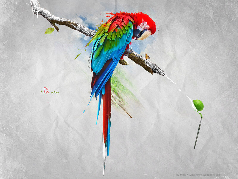 Macaw on a Branch — Red